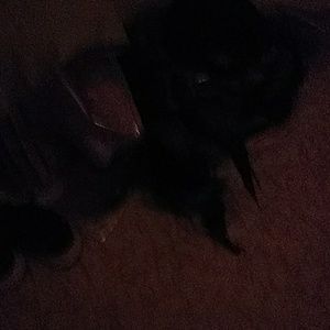 Meet your Posher, Diane